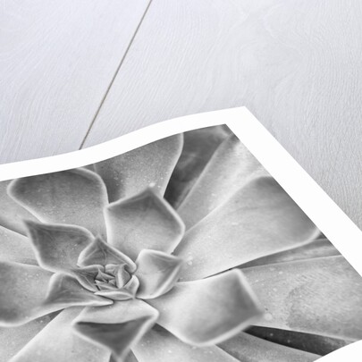 Succulent plant by Assaf Frank